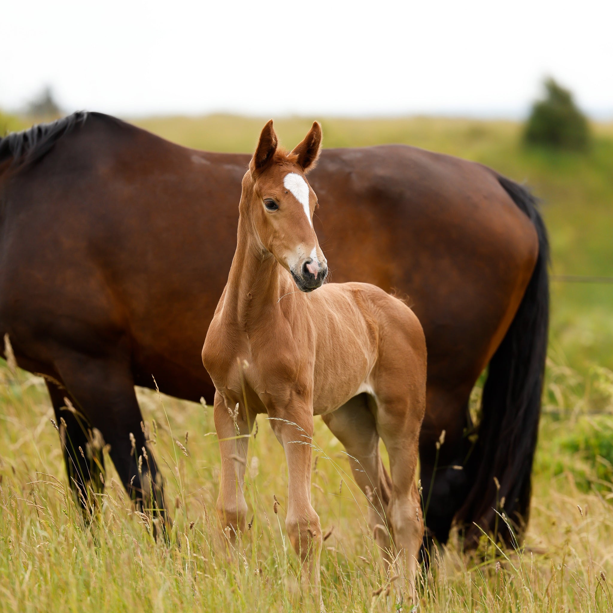 RUXBURY now with foaling alarm feature (breeder alert)