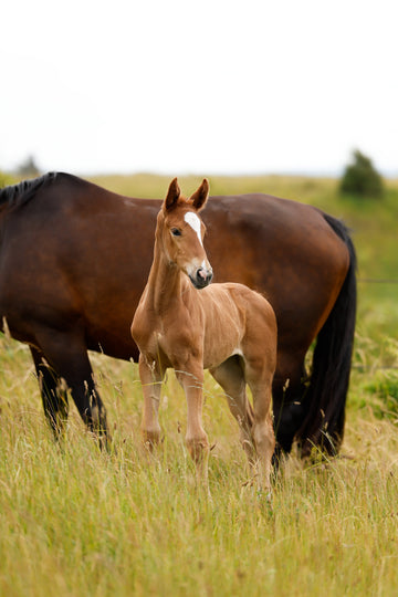 RUXBURY now with foaling alarm feature (breeder alert)
